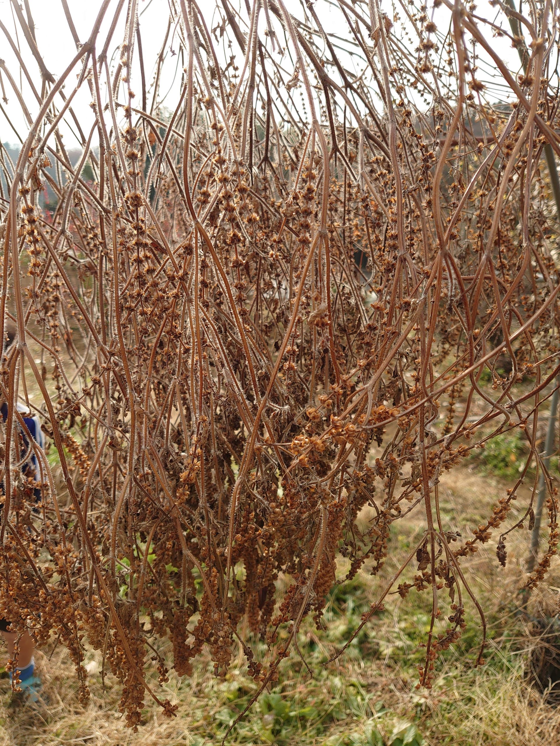 ホーリーバジルの種とり 有機のタネ専門店グリーンマーケットのブログ
