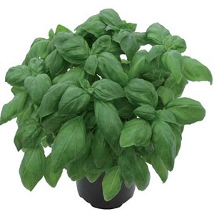 スイートバジルの育て方のポイントは グリーンマーケット