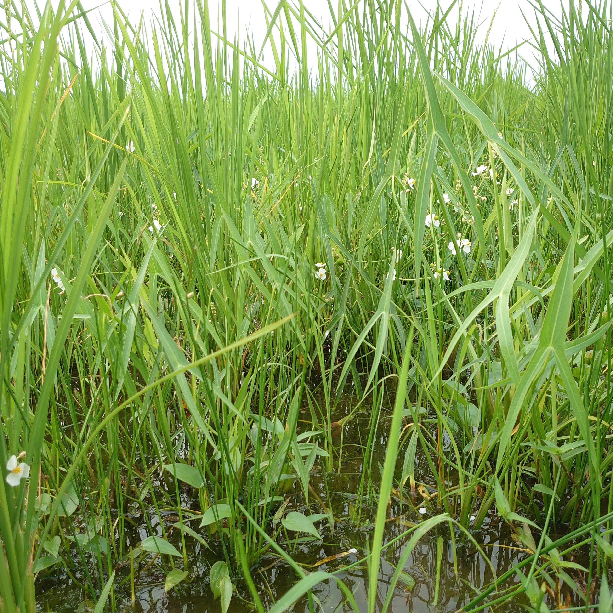 雑草とともに育つ米