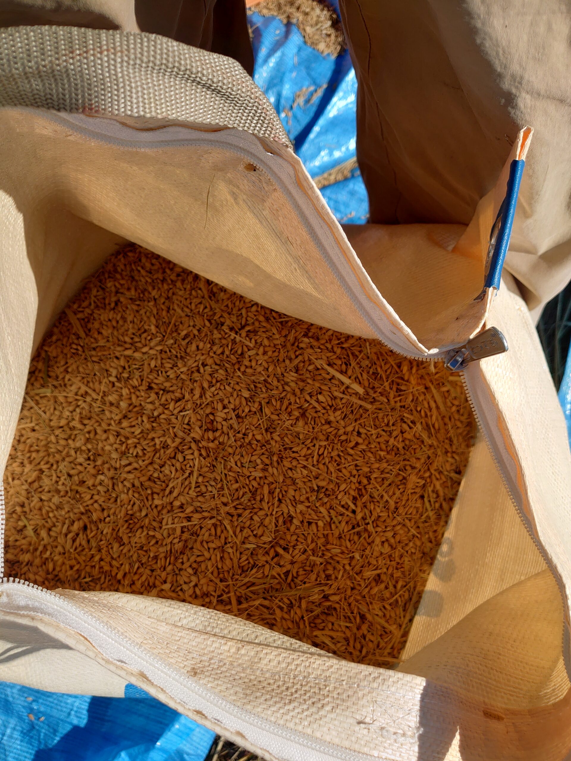 脱穀の米
