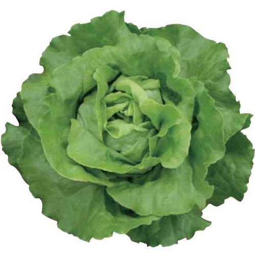 サラダ菜リーフレタスバターヘッドレタスの画像