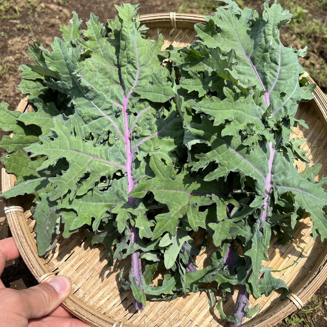 6 月 種まき 野菜