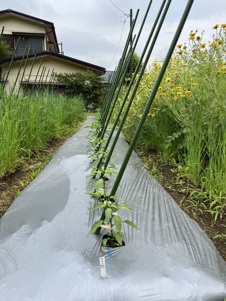 夏野菜の成長をサポートする支柱について | グリーンマーケット