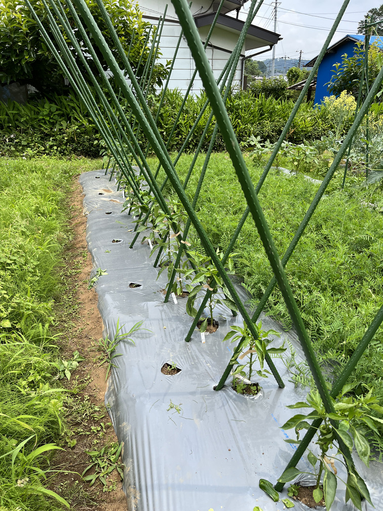 夏野菜の成長をサポートする支柱について | グリーンマーケット