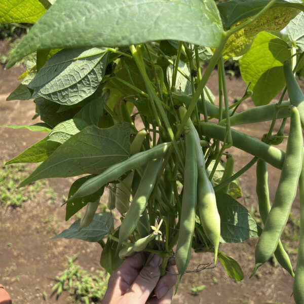 新品種のつるなし金時豆(カナディアンワンダー)を収穫しました！