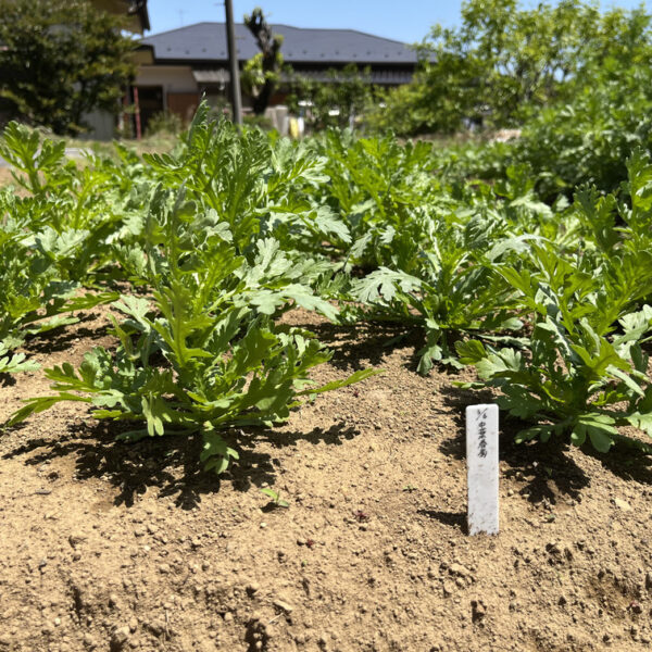 中葉春菊の種取りについて