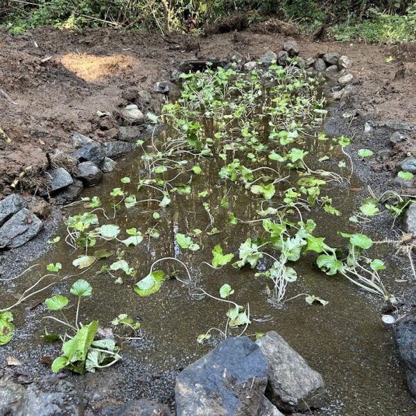 歴史あるわさびの在来種を繋ぎたい！開墾から植え付けまで