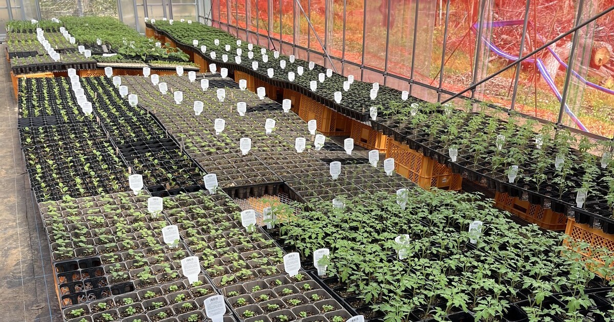 こ*ん様 メビウスのようなセミダブル　加藤農園　株分苗 曽田園芸の新着記事｜アメーバブログ（アメブロ） メビウスのような