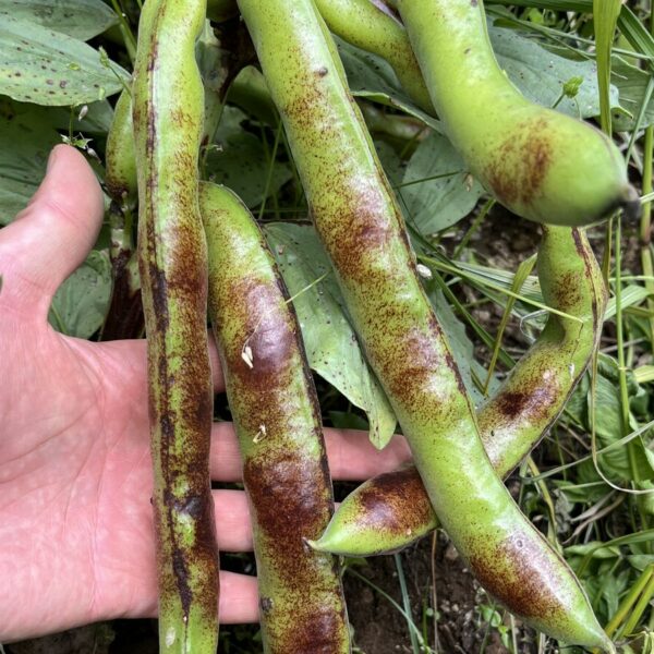 そら豆と絹さやの栽培ノート！