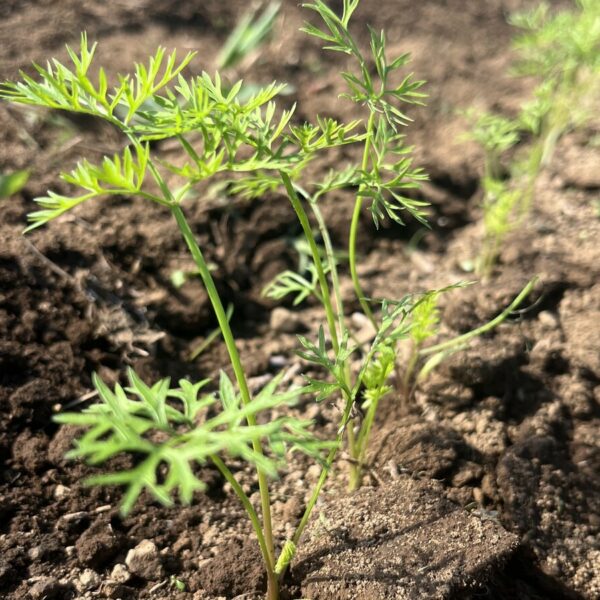 にんじんの夏まきで発芽成功！真夏でも芽を出す方法