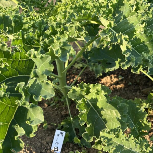 推奨播き時を過ぎても育つ？10月播種ケールの栽培記録【厚木市】